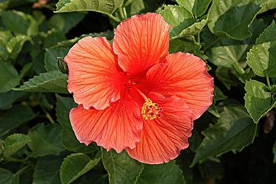 《星刃》新一期游戏角色介绍视频——百合